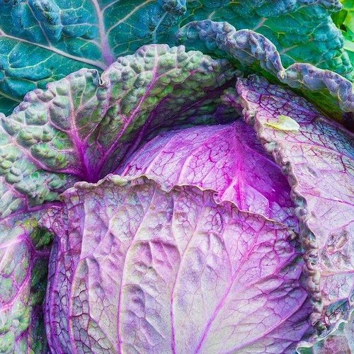 Alimentation en hiver