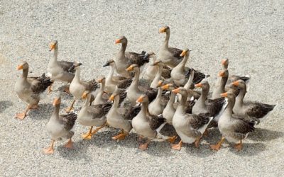 Actions du jeûne sur le foie