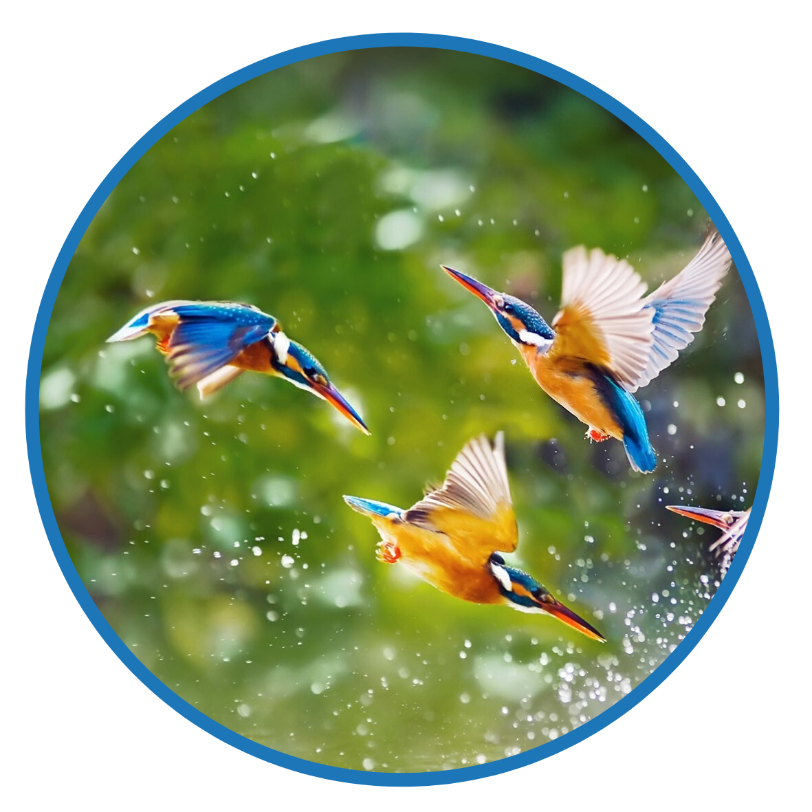 oiseau rond