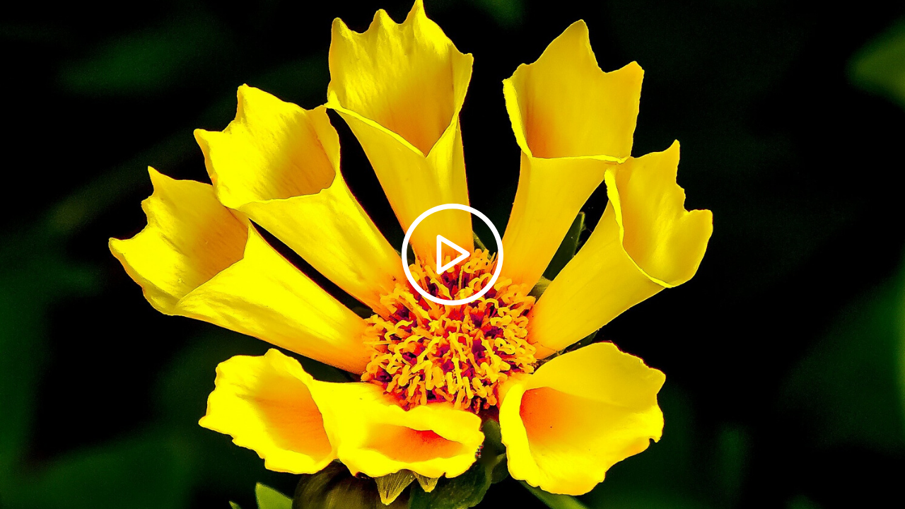 Vidéo : Le jaune dans la nature