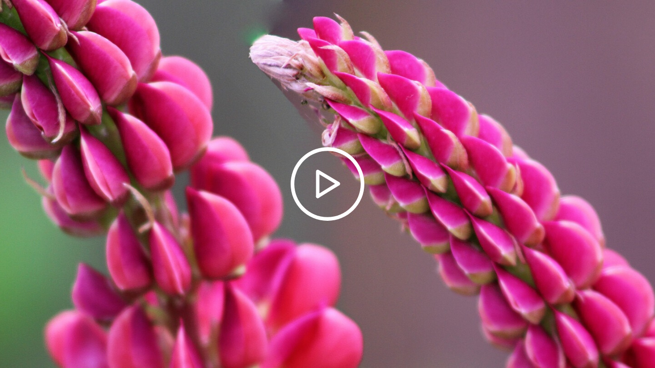 Vidéo : Le magenta dans la nature
