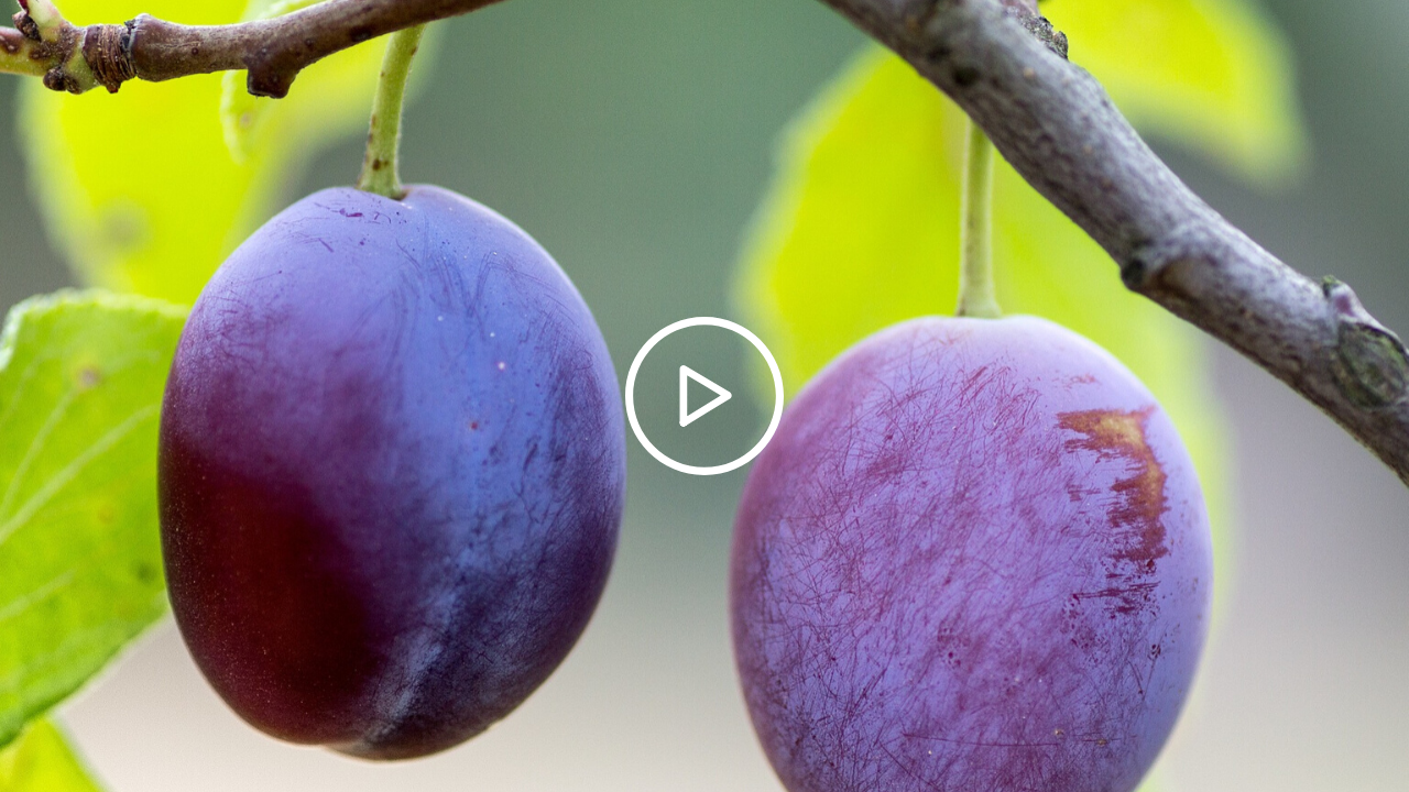 Vidéo : Le violet dans la nature